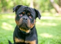 A purebred Rottweiler dog with nictitans gland prolapse or "cherry eye" in both eyes