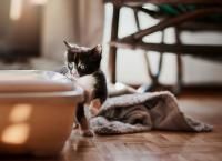 Shot of a fluffy black and white kitten curiously checking out the kitty litter box stock photo
