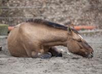 Horse with colic lay down and sleep outside
