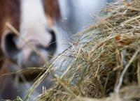 horse muzzle in background with hay in the foreground