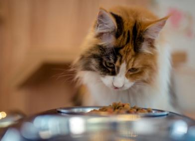 Appetite Stimulants for Cats