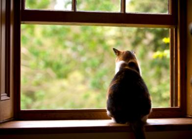Can an Indoor Cat Be a Part-Time Outdoor Cat?