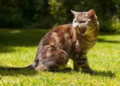 Aggression in Cats (Overview)