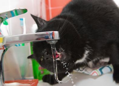 How Drinking Water Could Save Your Cat's Bladder