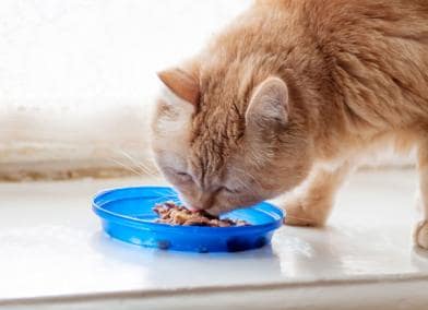 Chronic Kidney Disease in Cats: Monitoring Nutrition is Essential