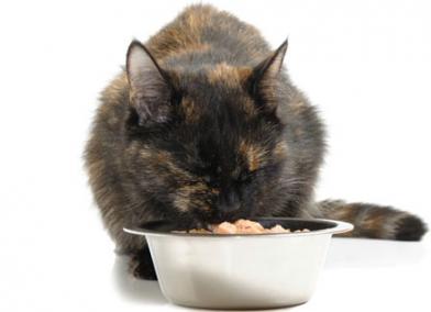 Why Won't My Cat Eat His Food?
