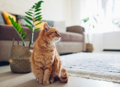 The Ultimate Guide to Eliminating Cat Pee Smell
