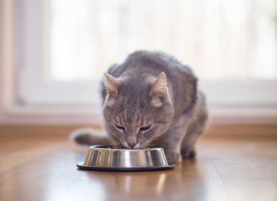 5 Unusual Cat Eating Habits