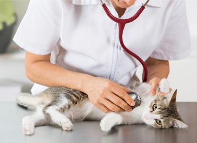 The 5 Most Common Kitten Illnesses