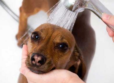 Can You Use Human Shampoo on Dogs? Maintaining Your Dog's Skin pH