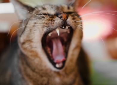 How Much Does a Cat Teeth Cleaning Cost?
