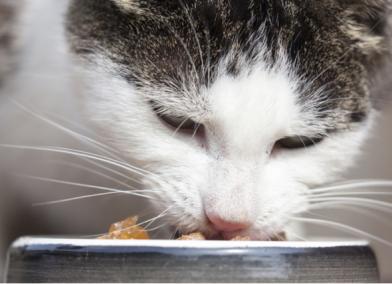 Whisker Fatigue in Cats: What it is and How to Help