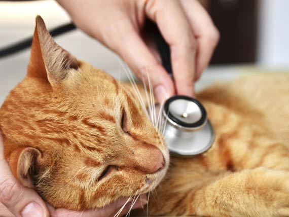 How Much Should A Pet Be Allowed To Suffer After A Cancer Diagnosis? | Petmd