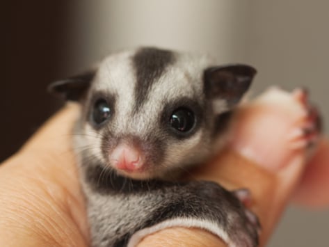 sugar glider care