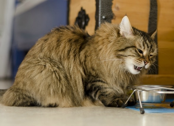 Swallowing Difficulties in Cats  PetMD