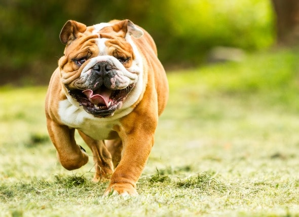 bulldog inglês problemas ortopedicos e de coluna