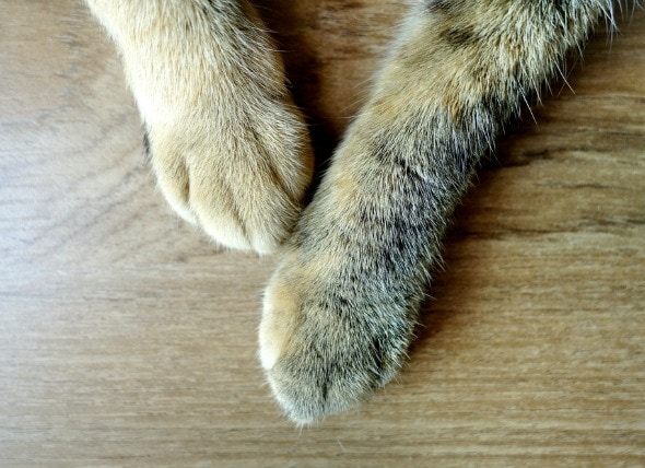 swollen paws cats