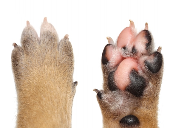 dogs paw pads are pink