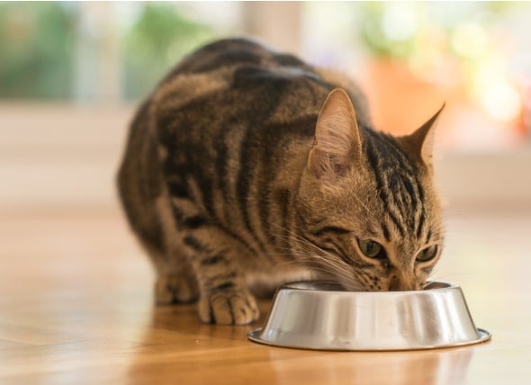 best food for older cats to gain weight