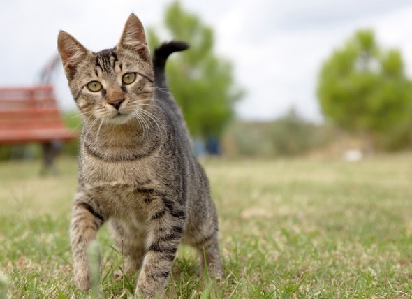 What Vaccines Does My Outdoor Cat Need? PetMD