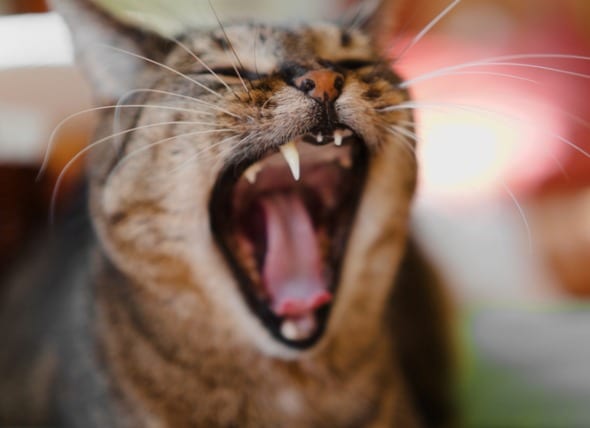 tabby cat yawning