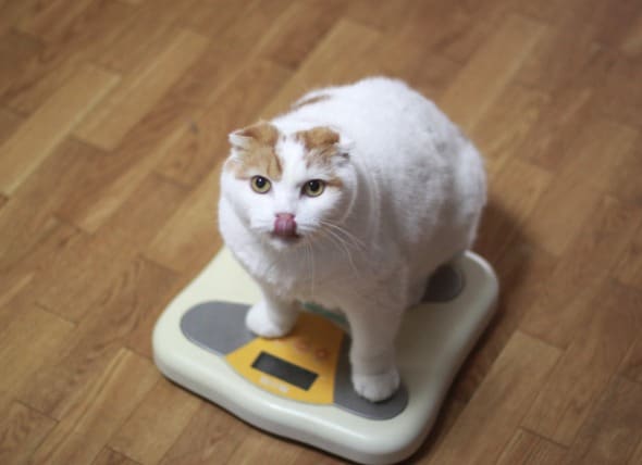 cat weight loss