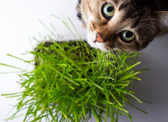 The Science of Catnip