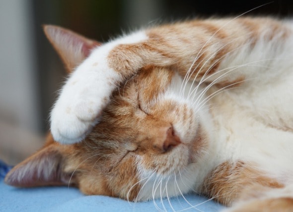 Cat Cold Remedies Remedies for Cat Sneezing and Runny Nose PetMD