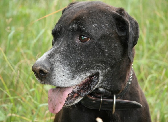 Health Issues to Look for When You Have an Older Dog