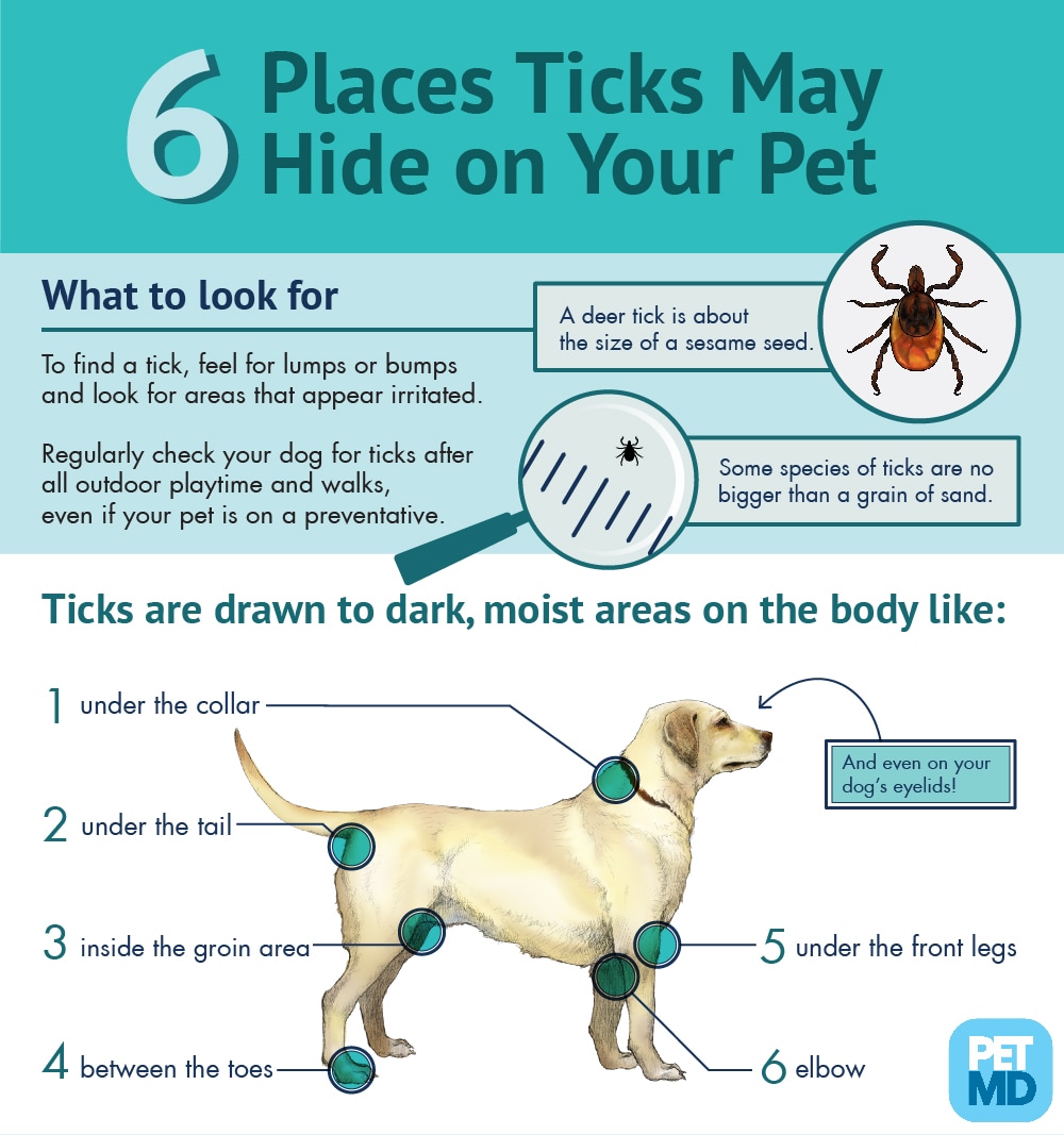 6 Places Ticks May Hide on Your Pet PetMD