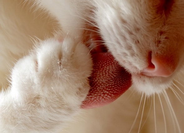 tongue cancer cats