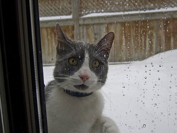 How cold is too cold for our pets? petMD