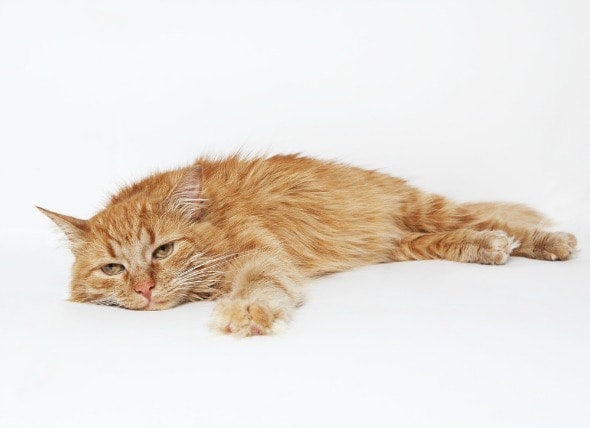 Toxoplasmosis in Cats | PetMD
