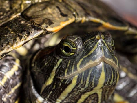 Painted Turtle Size Age Chart