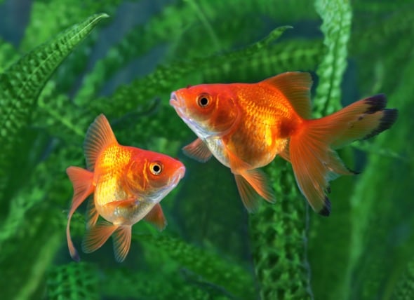 How to Take Care of a Goldfish | PetMD