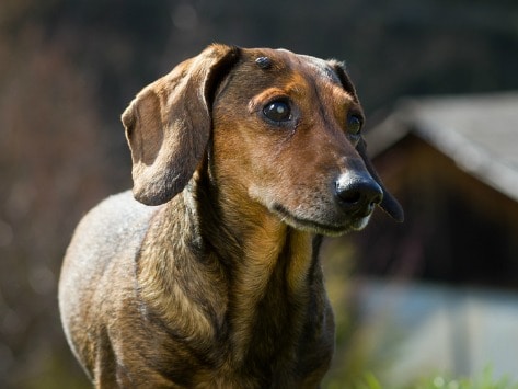 different types of tumors in dogs