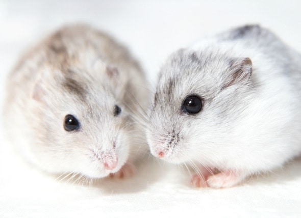 different types of hamsters for pets
