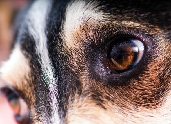 what causes a dog's pupils to dilate