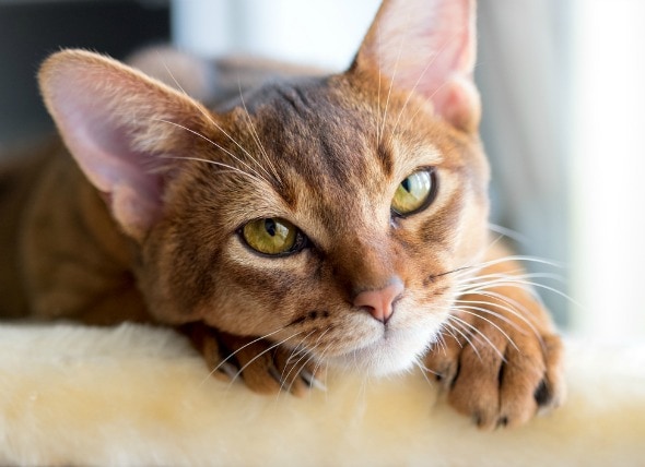 Bacterial Infection B Bronchiseptica In Cats Petmd