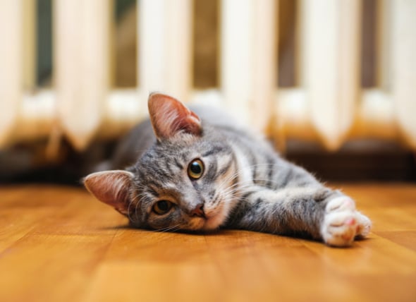 How To Prevent Urinary Blockage In Cats Petmd