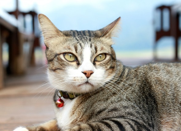 Urinary Tract Stones (Struvite) in Cats PetMD