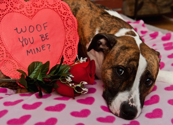 Image result for valentine day dogs