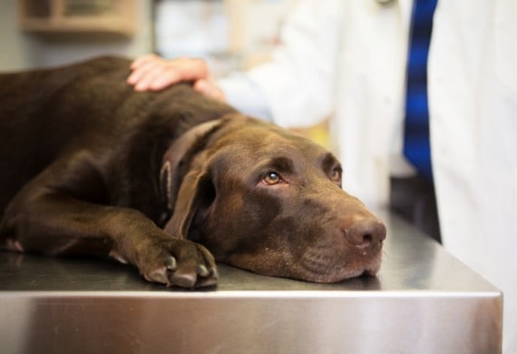 cosmos poisonous to dogs