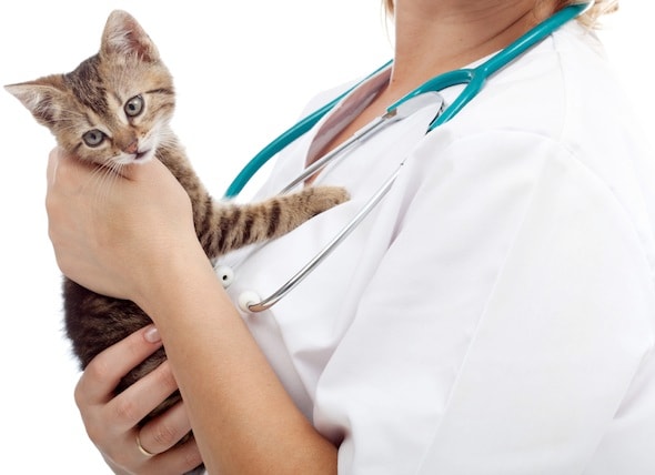 How Much Does it Cost to Spay a Cat? | petMD