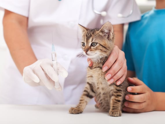 vet holding syringe kitten 109696358 0