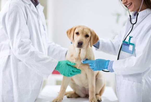 9 Mistakes Dog Owners Make at the Vet | PetMD