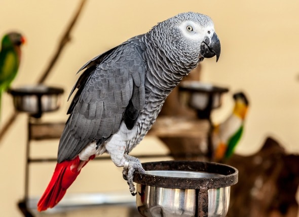 Vitamin D Toxicity in Birds | PetMD
