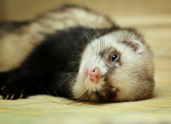 Ferret Stool Chart