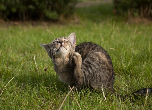 ãuse foot cat myselfãã®ç»åæ¤ç´¢çµæ