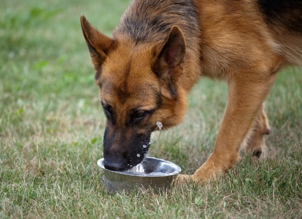 Water Diabetes In Dogs Petmd